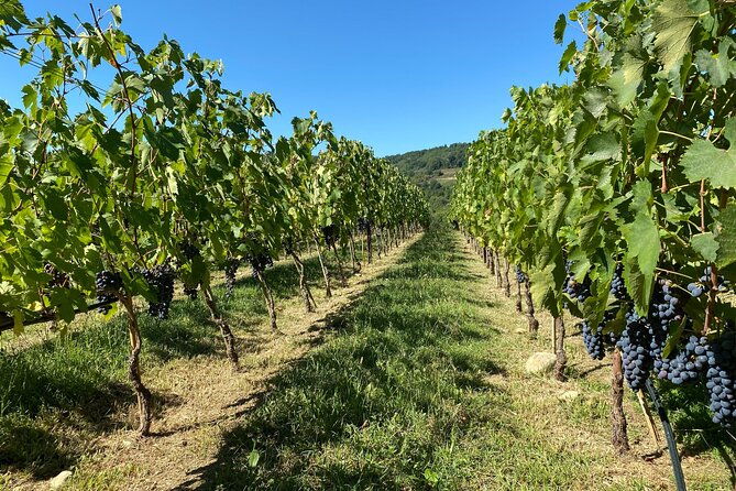 chianti-winery-brolio-castle-private-tour
