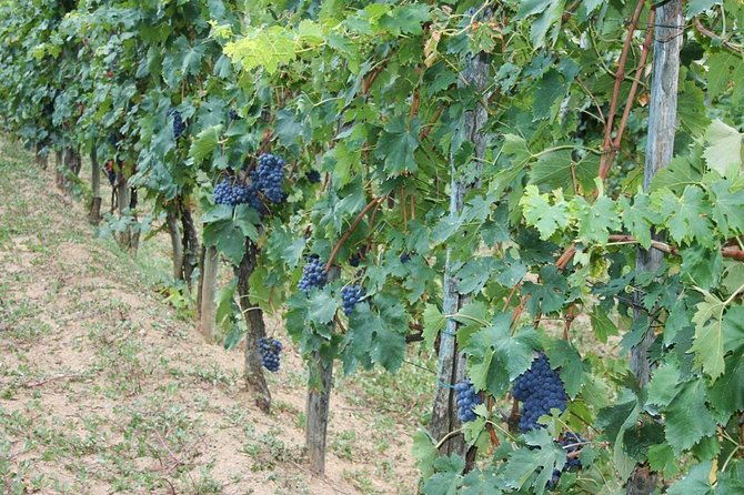 chianti-winery-brolio-castle-private-tour