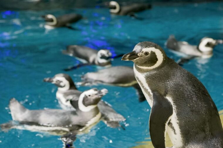 chicago-citypass-save-up-to-49-at-5-top-attractions