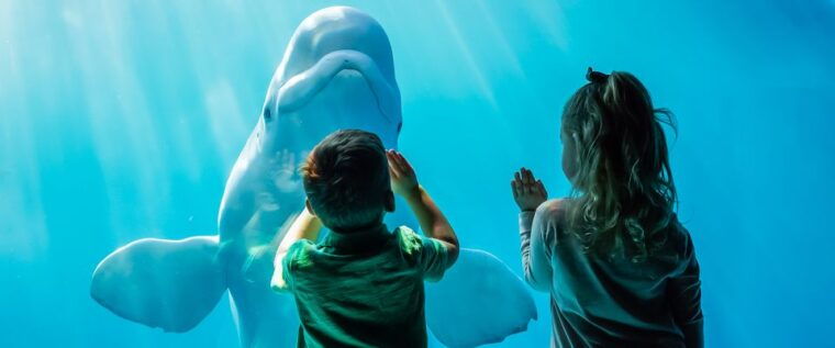 chicago-citypass-save-up-to-49-at-5-top-attractions