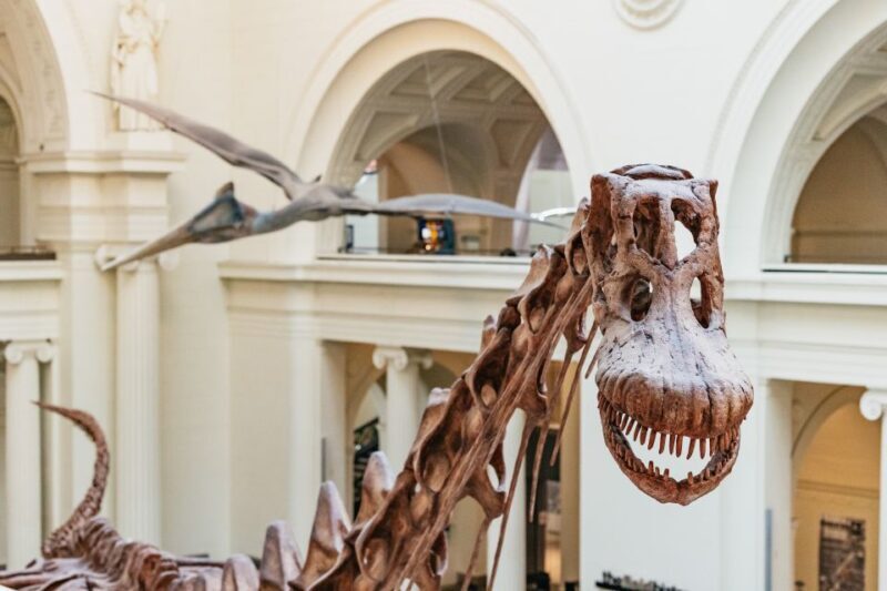 Chicago: Field Museum of Natural History Ticket or VIP Tour - The Experience in Detail: What You Can Expect