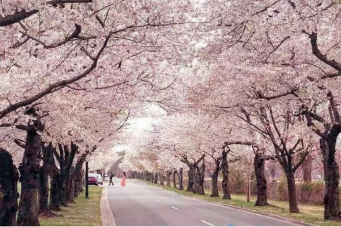 chicago-to-washington-d-c-cherry-blossom-3-day-tour