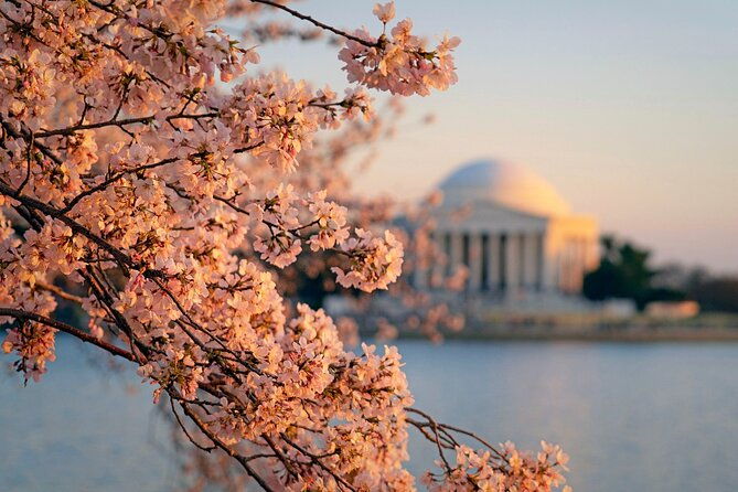 chicago-to-washington-d-c-cherry-blossom-3-day-tour