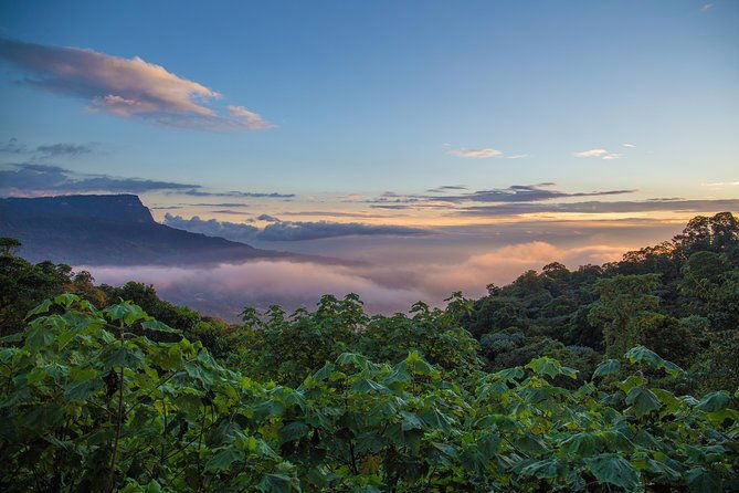 chicaque-cloud-forest-birding