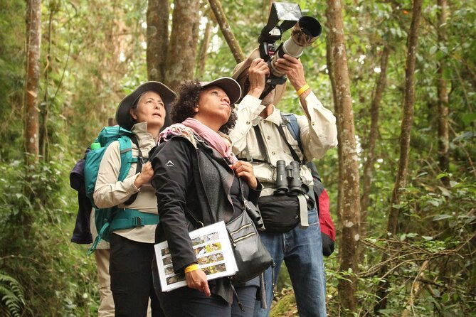 chicaque-cloud-forest-birding