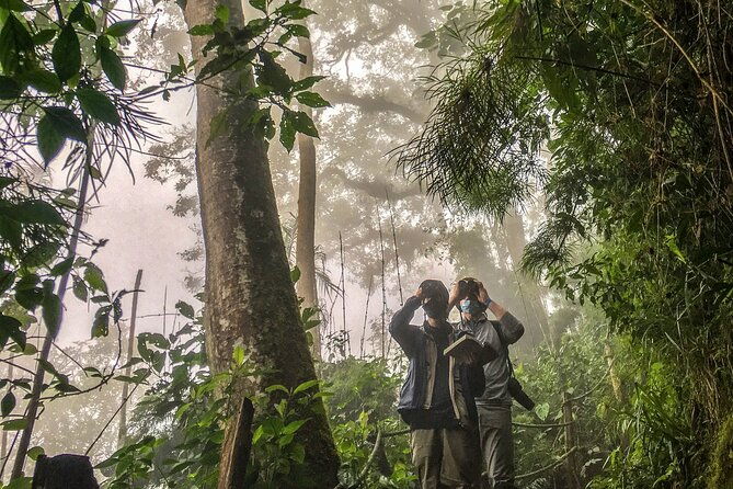 chicaque-cloud-forest-birding