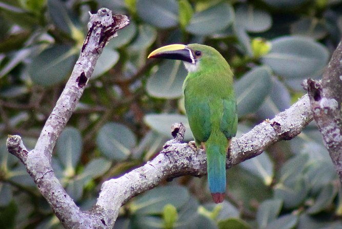 chicaque-cloud-forest-birding