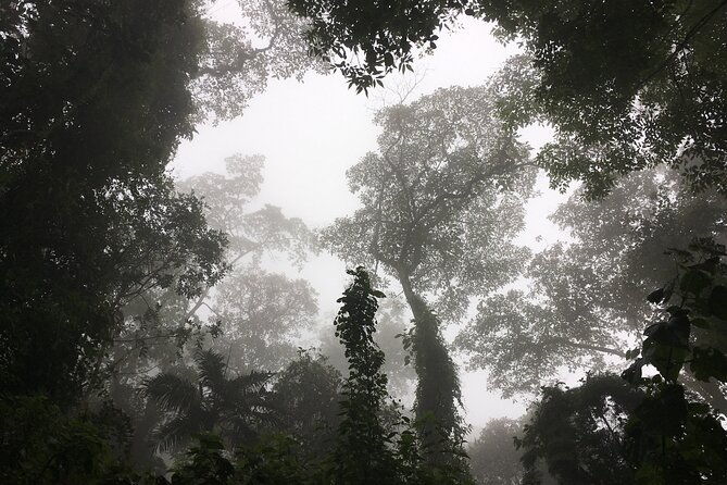 chicaque-cloud-forest-hike
