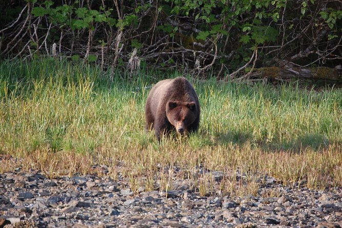 chichagof-island-tour-brown-bear-search-2