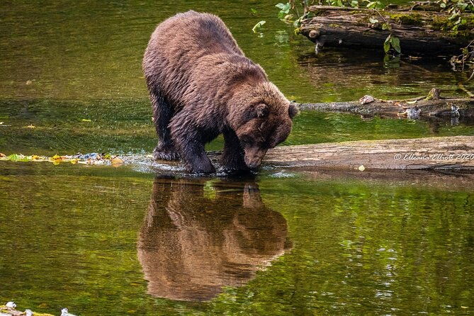 chichagof-island-tour-brown-bear-search-2