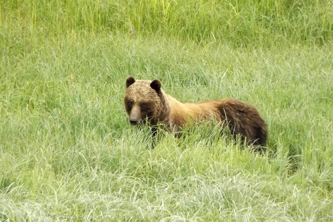 chichagof-island-tour-brown-bear-search-2
