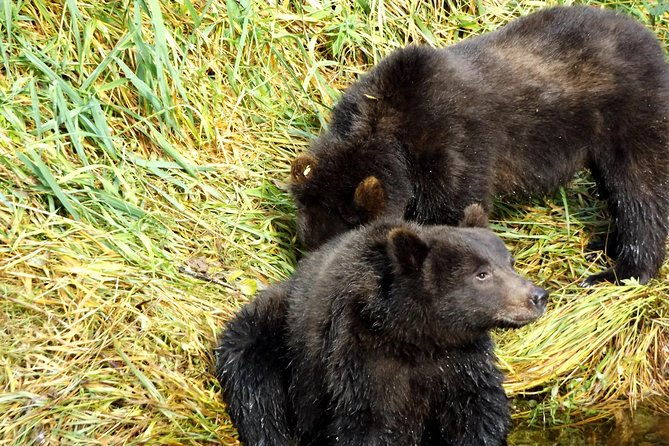 chichagof-island-tour-brown-bear-search-2