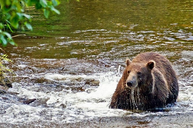 chichagof-island-tour-brown-bear-search-2