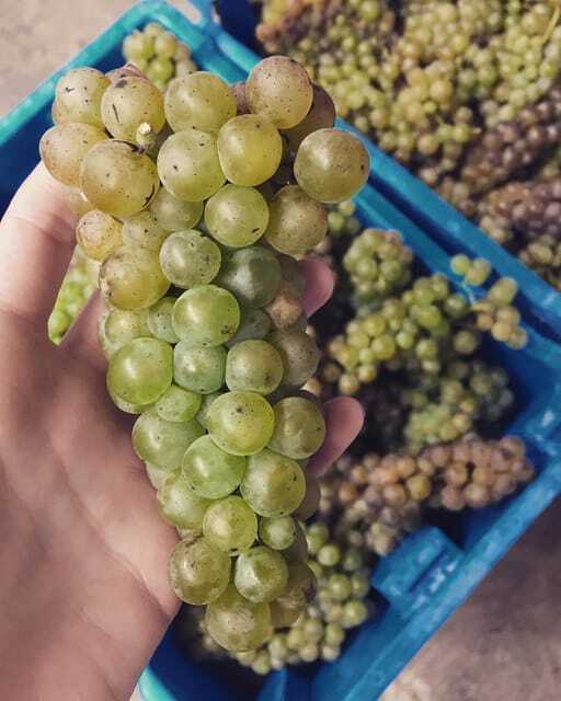 chihuahua-elemental-wine-experience-with-tasting-and-tour