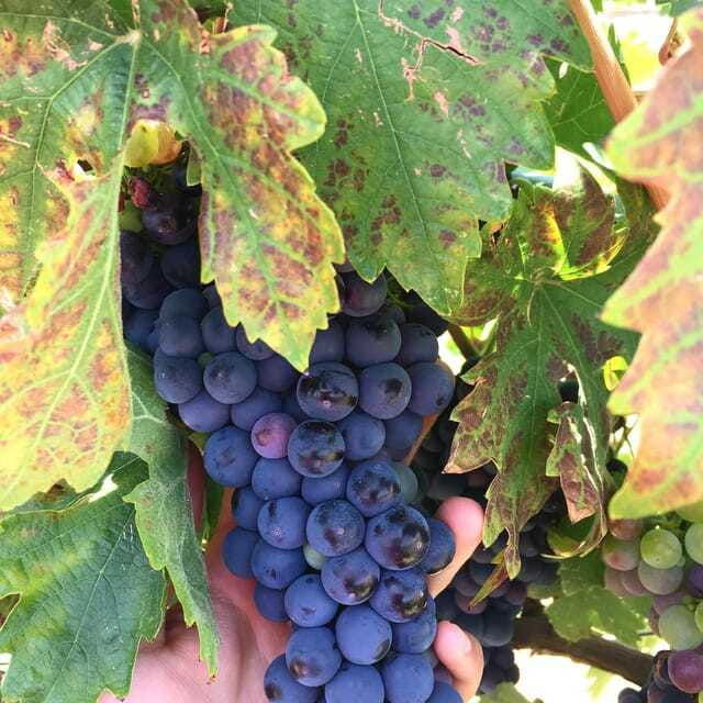 chihuahua-elemental-wine-experience-with-tasting-and-tour