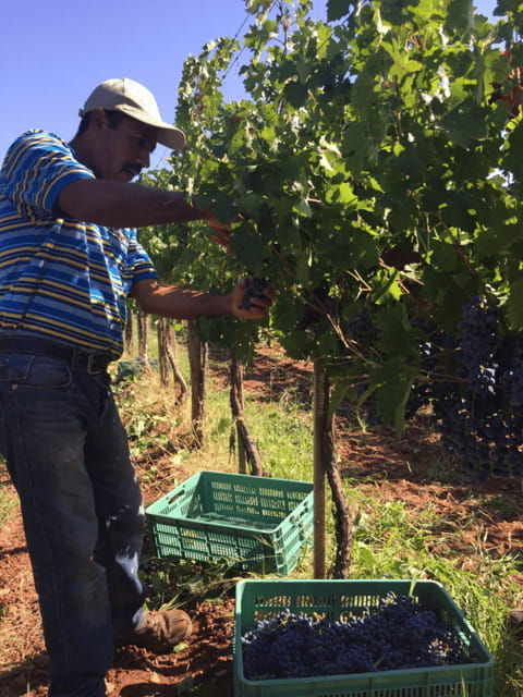 chihuahua-elemental-wine-experience-with-tasting-and-tour