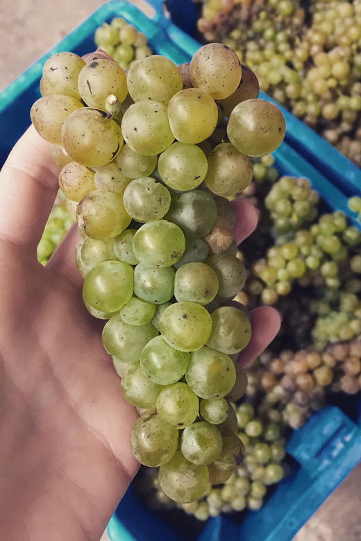 chihuahua-elemental-wine-experience-with-tasting-and-tour