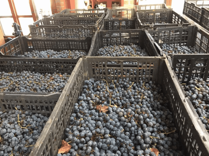 chihuahua-elemental-wine-experience-with-tasting-and-tour