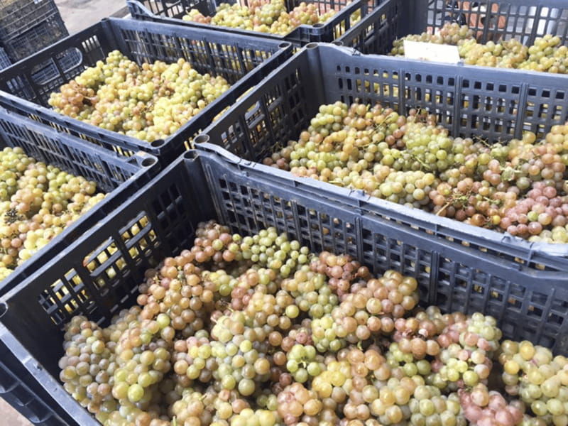 chihuahua-insignia-winery-wine-tasting-experience