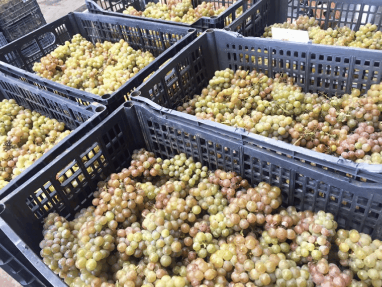 chihuahua-insignia-winery-wine-tasting-experience
