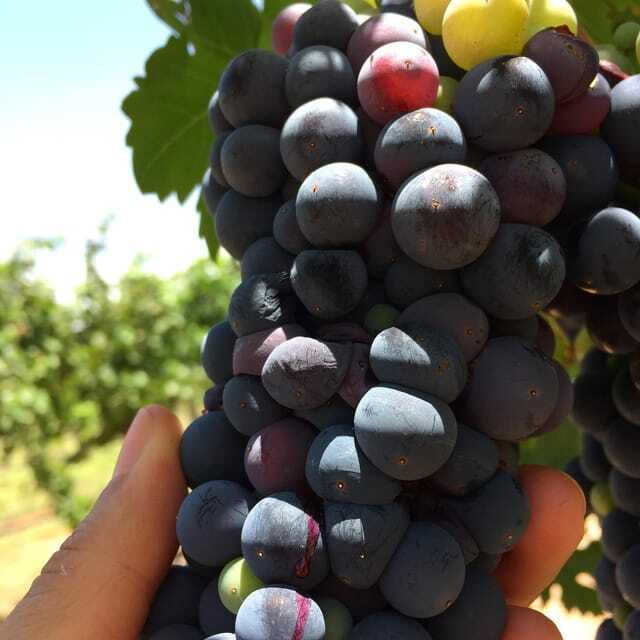 chihuahua-winery-tasting-experience