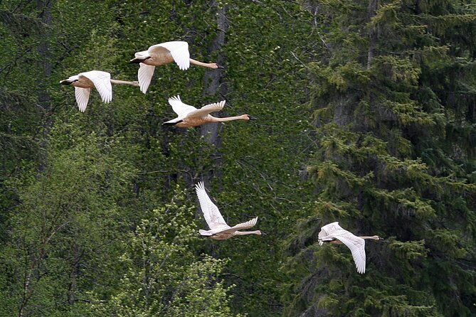 chilkat-river-jet-boat-adventure-in-haines