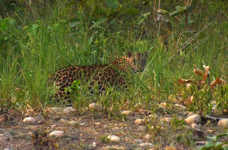 Chilla Range: Rajaji National Park Jeep Safari in Rishikesh - Key Points