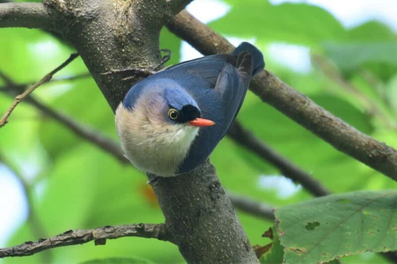 Chilla Range: Rajaji National Park Jeep Safari in Rishikesh - Who Should Consider This Tour?