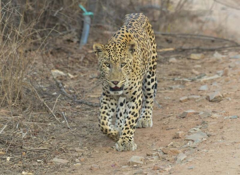 Chilla Range: Rajaji National Park Jeep Safari in Rishikesh - The Sum Up