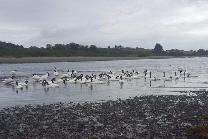 chiloe-island-punihuil-tour