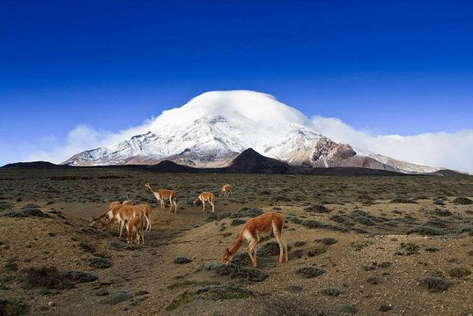 chimborazo-tour-from-quito-hiking-and-ascent-to-condor-cocha-all-included