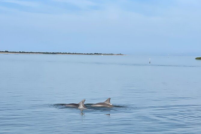 chincoteague-dolphin-watching-boat-tour