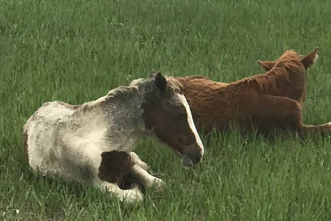 chincoteagues-up-the-bay-pony-and-wildlife-tour-by-boat