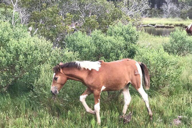 chincoteagues-up-the-bay-pony-and-wildlife-tour-by-boat