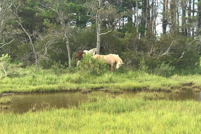 chincoteagues-up-the-bay-pony-and-wildlife-tour-by-boat