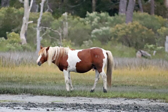 chincoteagues-up-the-bay-pony-and-wildlife-tour-by-boat