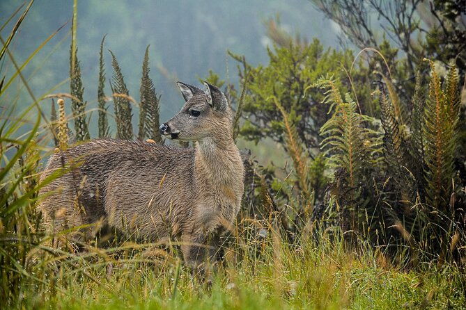 chingaza-national-park-day-tour-from-bogota-andean-wilderness