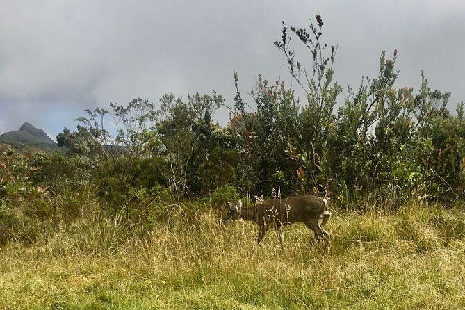 chingaza-national-park-day-tour-from-bogota-andean-wilderness