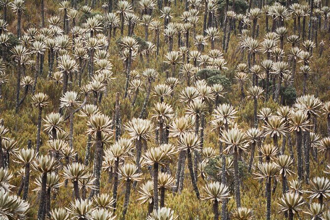 chingaza-national-park-day-tour-from-bogota-andean-wilderness