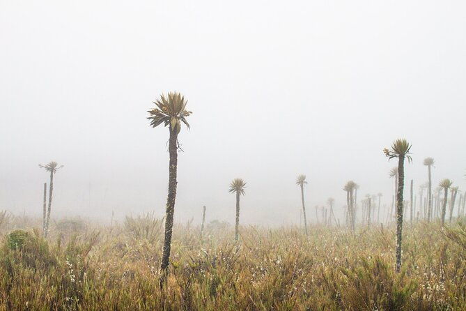chingaza-national-park-day-tour-from-bogota-andean-wilderness