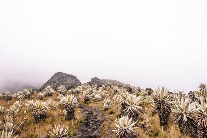 chingaza-national-park-day-tour-from-bogota-andean-wilderness