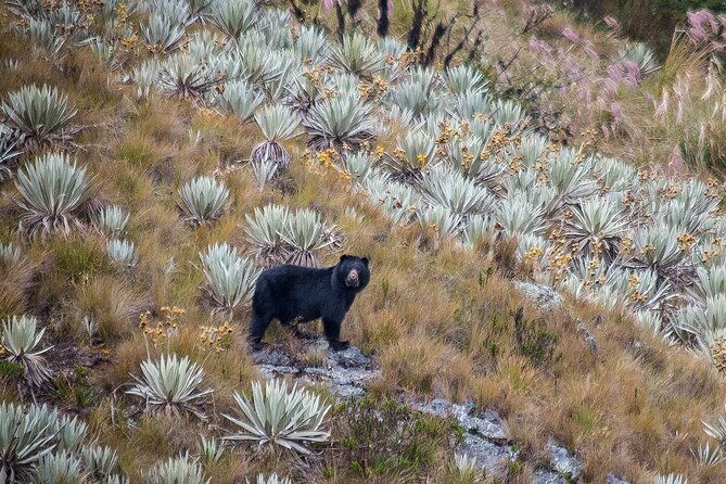 chingaza-wildlife-paramo-adventure