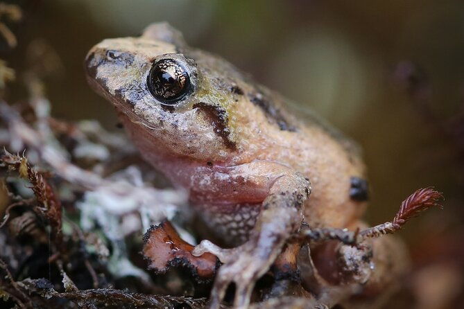 chingaza-wildlife-paramo-adventure
