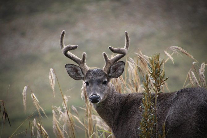 chingaza-wildlife-paramo-adventure