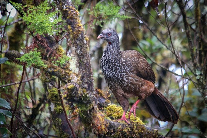 chingaza-wildlife-paramo-adventure