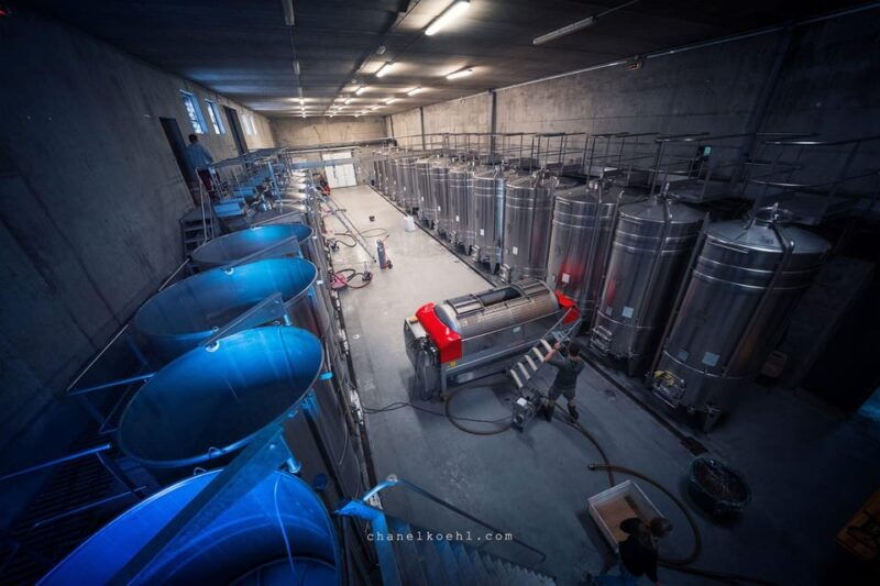 chinon-prestige-tours-and-wine-tasting
