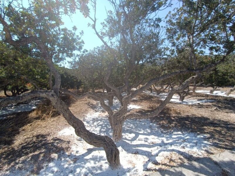 Chios: Half-Day Sightseeing Tour - Frequently Asked Questions (FAQs)  