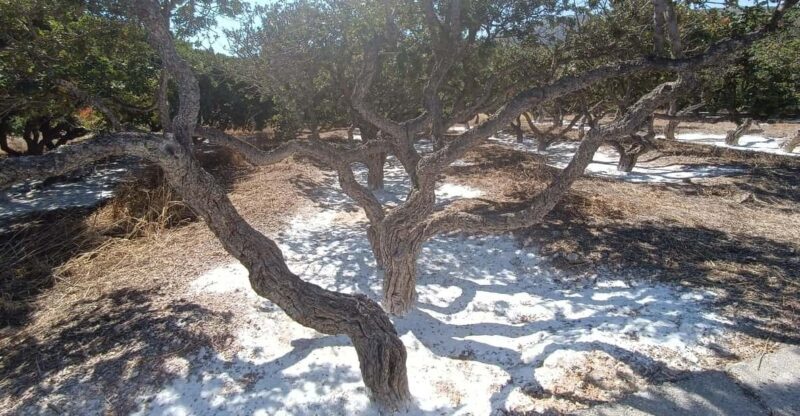 Chios: Mastiha shore excursion - The Experience in Detail: What You Can Expect