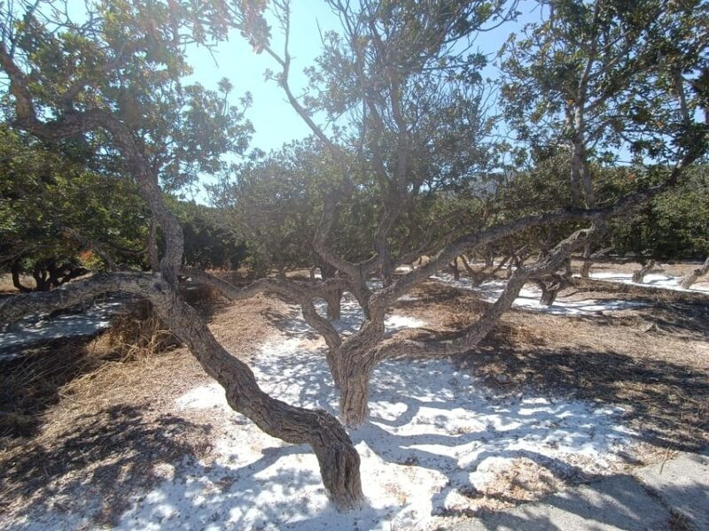 Chios: Mastiha shore excursion - FAQ