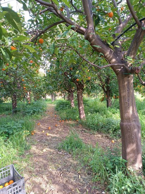 chios-orange-farm-trip-tasting-citrus-museum-visit
